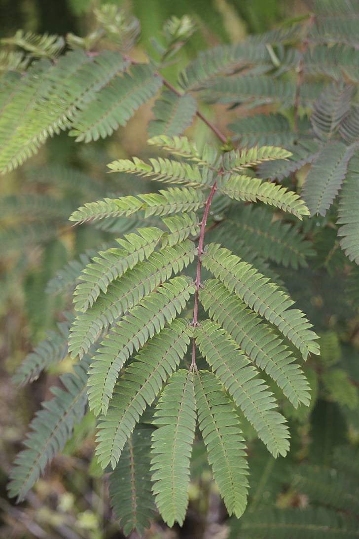 fern, green, plant, ecology, environment, leaves, branch