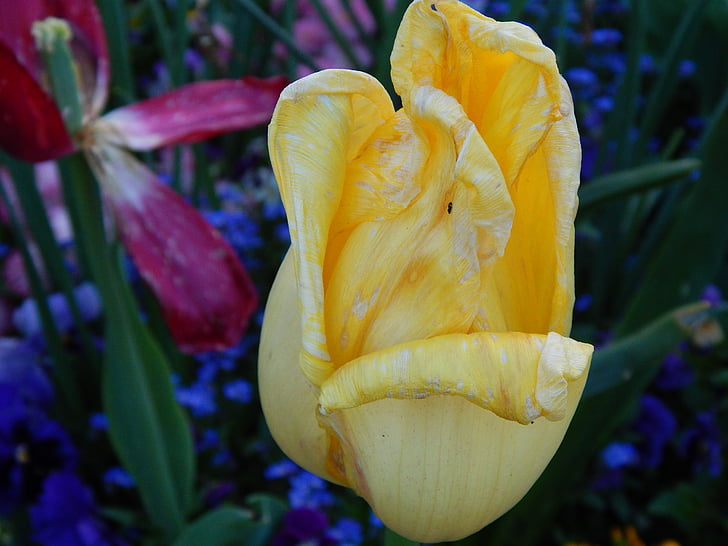 Tulip, bunga, alam, musim panas, kuning, Blossom, mekar