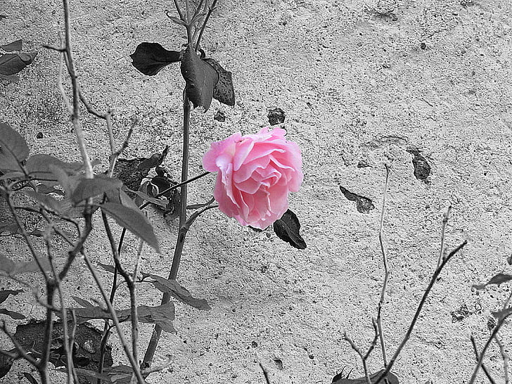 tõusis, roosa, must ja valge, lill, roosad roosid