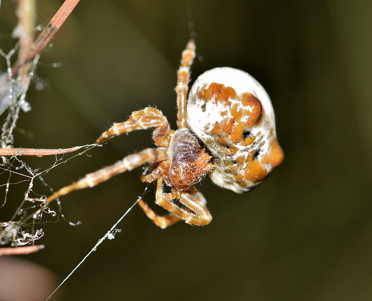 örümcek, Bolas örümceği, Web, perdeli, tuzak, tuzağa, bindirme