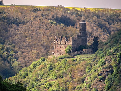 замъкът Маус, замък, Рейн, грабливи птици, Близкия Рейн долина, Германия, Sachsen