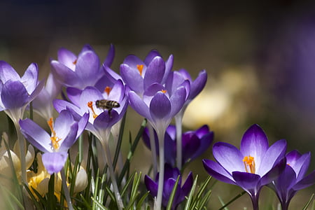 Crocus, schwertliliengewaechs, gada pavasarī crocus, ziedi, zieds, Bloom, puķe