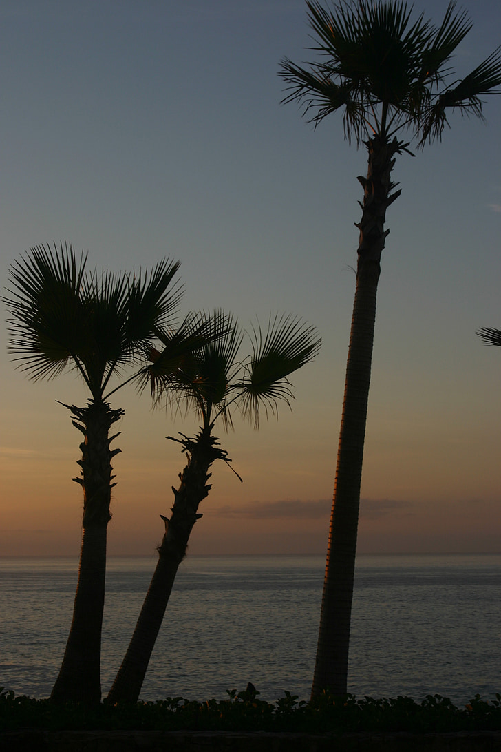 Palm, trær, hav, Tropical, stranden, sjøen