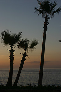 Palm, medžiai, vandenyno, atogrąžų, paplūdimys, jūra