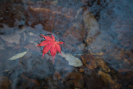 autumn leaves, leaves, autumn, red maple, streams, leaf, change