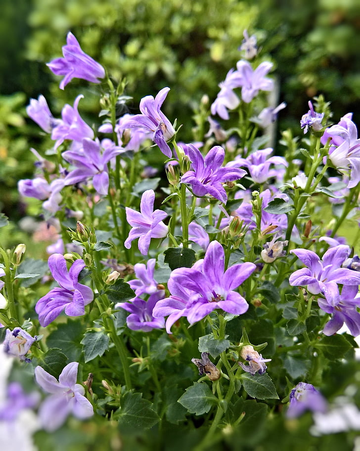 Bellflower, flor, Campanula, flor, floración, violeta, azul