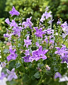 bellflower, flower, campanula, blossom, bloom, violet, blue