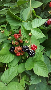 čierne bobule, bobule, ovocie, Berry, jedlo, čerstvé, rastlín