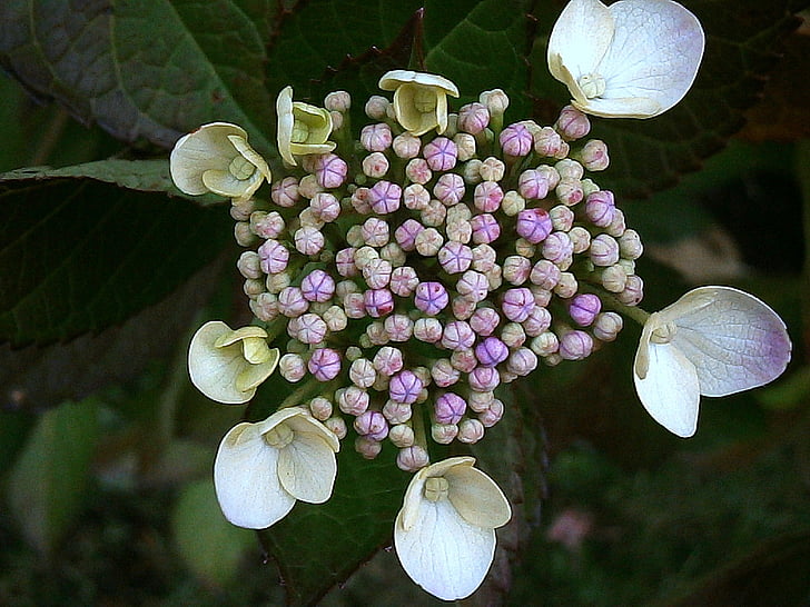 hydrangea, bud, purple, white, flowers, bush, blossom