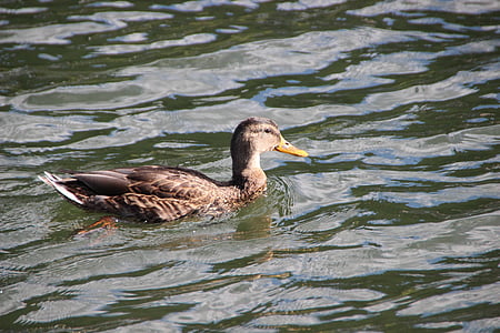 patka, Muški, perje, Rijeka, vode, plivati, priroda