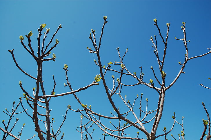 brotes, rama, árbol, primavera, naturaleza, azul, cielo