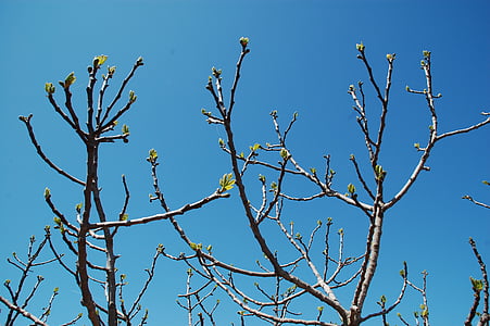 germogli, ramo, albero, primavera, natura, blu, cielo