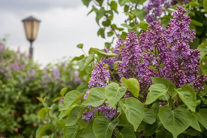 lilac, flowers, greens, nature, summer, beauty, plants