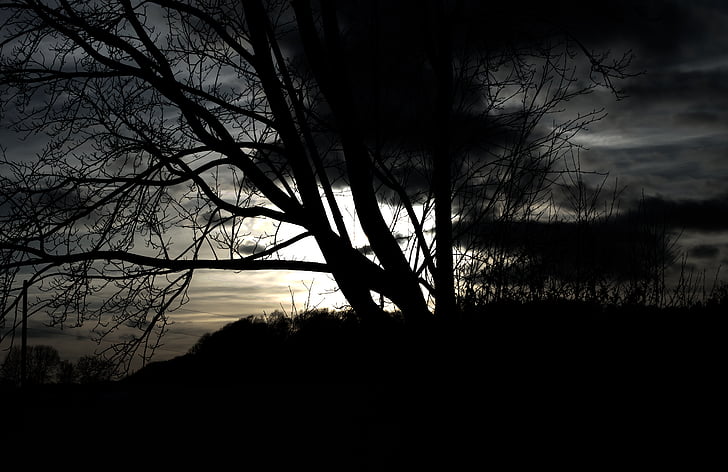 δέντρο, σκούρο, περίεργο, μυστικιστική, εξωτερική, πίσω φως