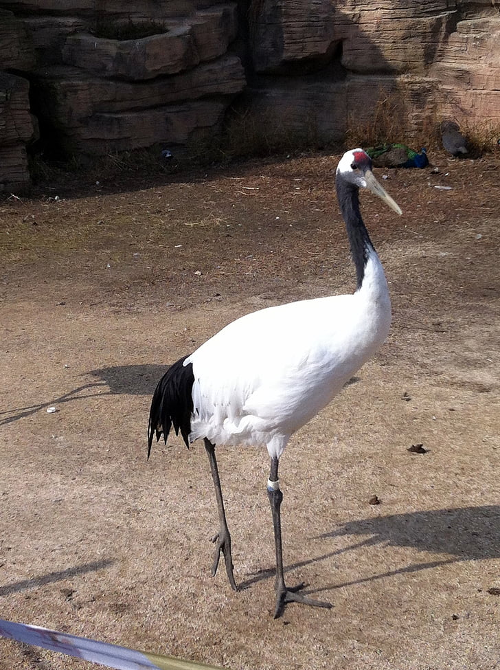 Crane, putns, ūdensputni, spalva, smilšu kāpa Celtņi, dzīvnieku, garās kājas