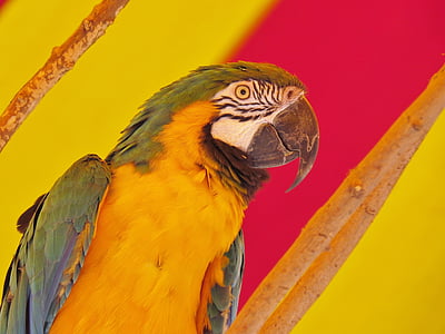 pássaro, papagaio, laranja, animal, exóticas, colorido, bico