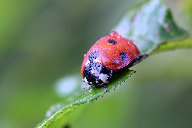 Ladybug, makro, natur, feil, anlegget, hage, rød