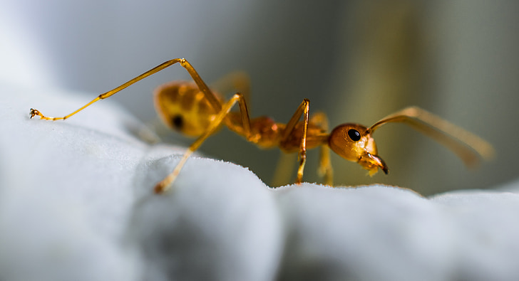 red ant, ant, macro, insect