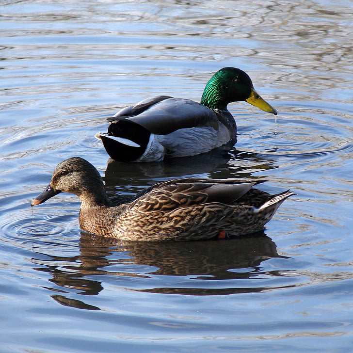 duck, male, female, pond, nature, water