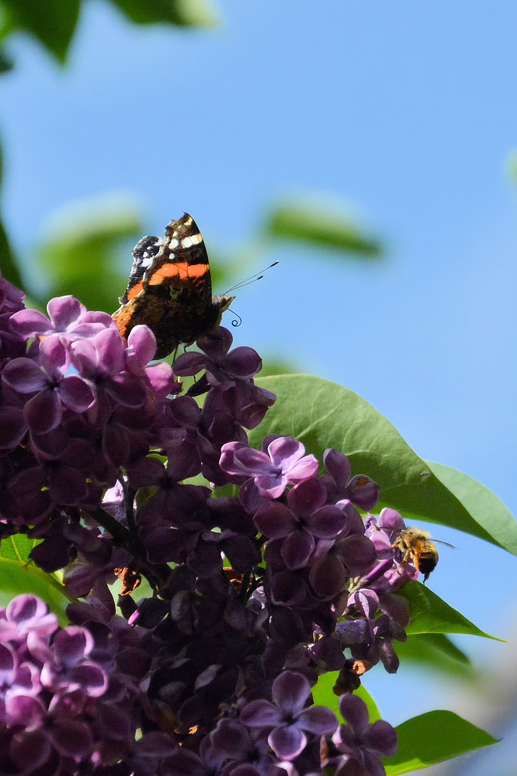 lilás, borboleta, Atalanta, Primavera, flores lilás