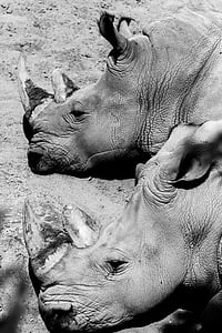 zvíře, černobílé, rohy, nosorožce, nosorožci, volně žijící zvířata
