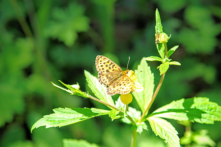 sommerfugl, fauna, flora, baikalsee, Bajkalsøen, søen, Rusland