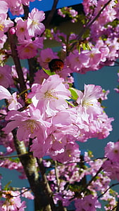 bunga, musim semi, alam, mekar penuh, merah muda, kesalahan besar awal, tanaman
