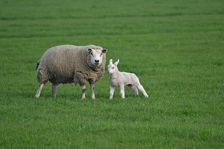 ferme, moutons, agneau, animaux de la ferme