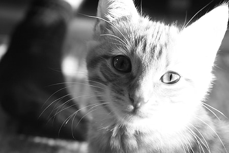con mèo, khuôn mặt mèo, đầu, màu đen và trắng