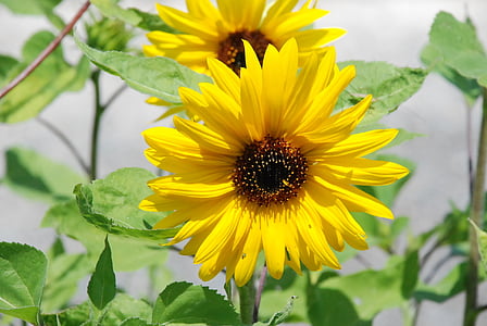 flor del sol, flor, amarillo, flor silvestre, flores, naturaleza, flores de verano