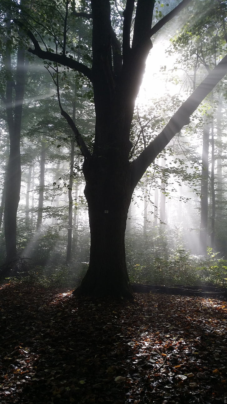 Linde, licht terug, bos, boom, natuur, mist, Woodland