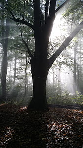 Linde, kembali cahaya, hutan, pohon, alam, kabut, Woodland