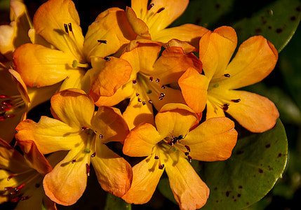 ροδόδενδρο, vireya, λουλούδια, άνθιση, πορτοκαλί, Κίτρινο, κόκκινο