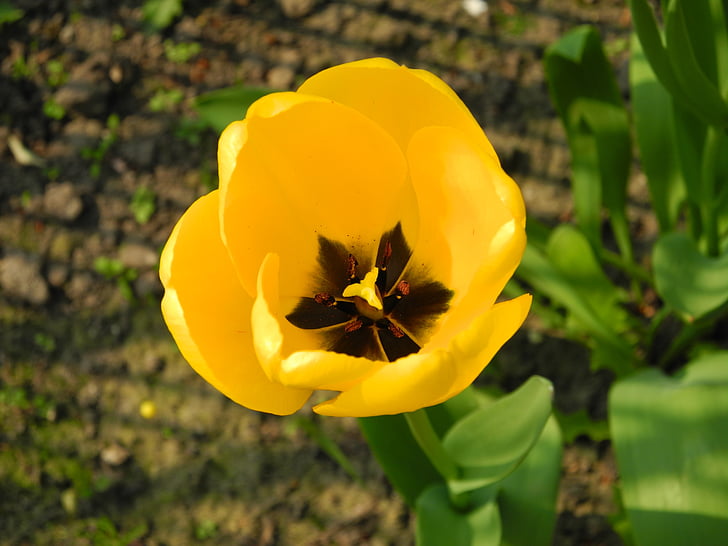 Tulpe, Frühlingsblume, gelb