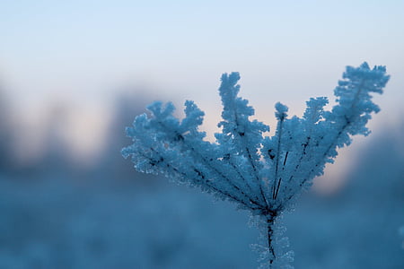 Vinter, makro, natur, frostskadet kvist, glasur, snø, hvit