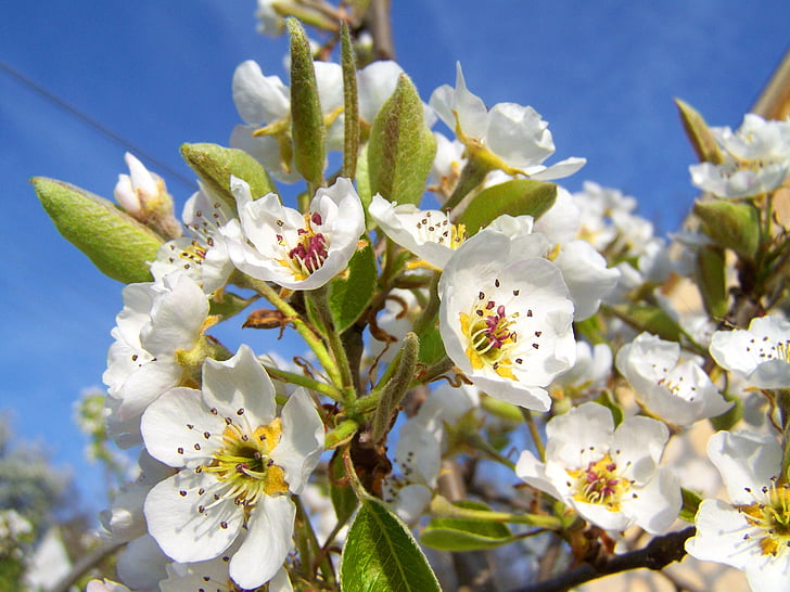 blomstrende pæretræ, hvid blomst, frugttræ, forår