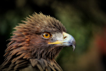 Golden eagle, Adler, putns, Raptor, likumprojekts, plēsīgo putnu, aizveriet