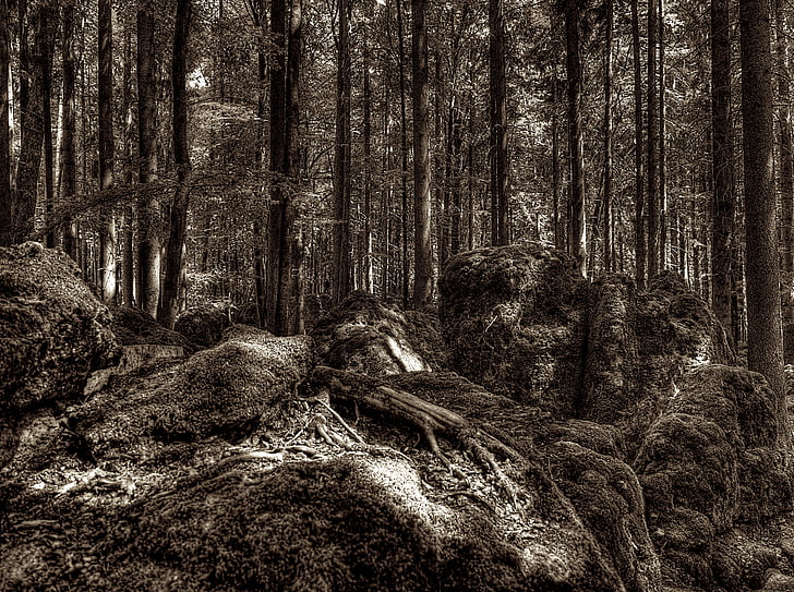 друид Гроув, гора, корен, дърво с корен, Национален парк, обрасли, природата