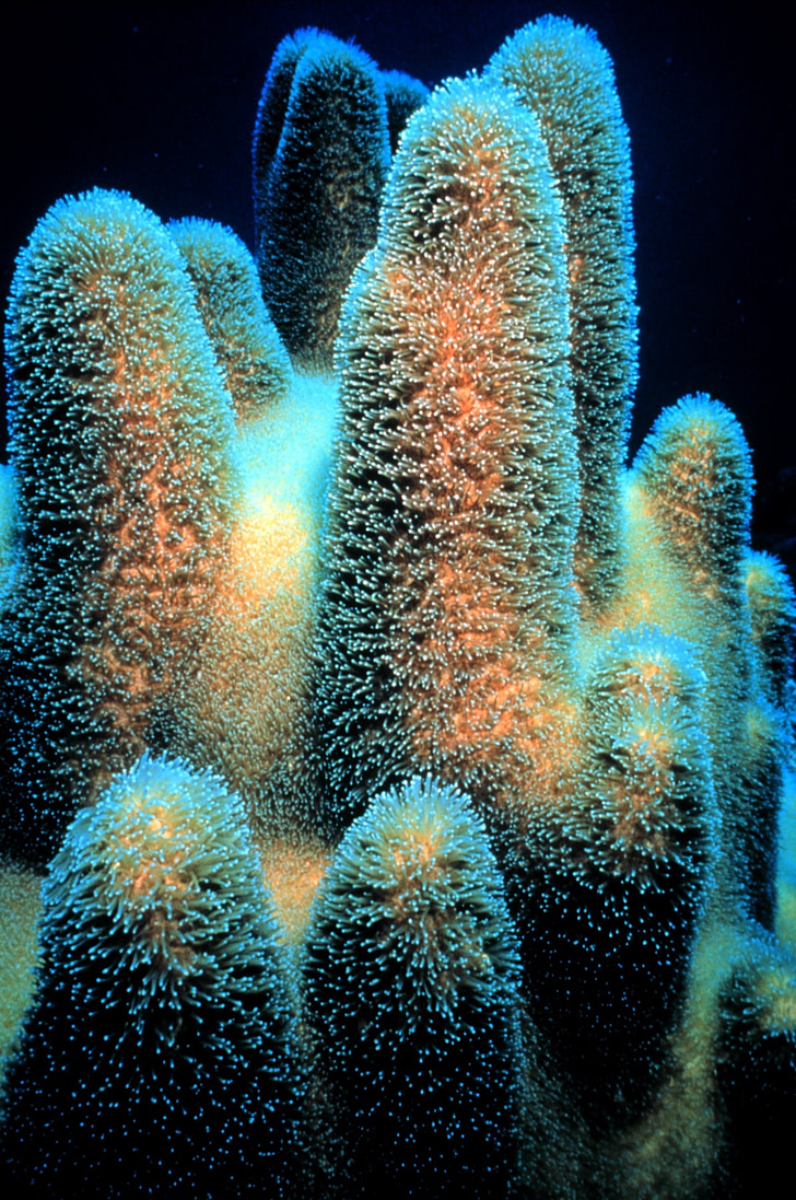 Coral, utmerket, scleractinia, dendrogyra cylindricus lever, lysestaker coral, pilar coral, dendrogyra