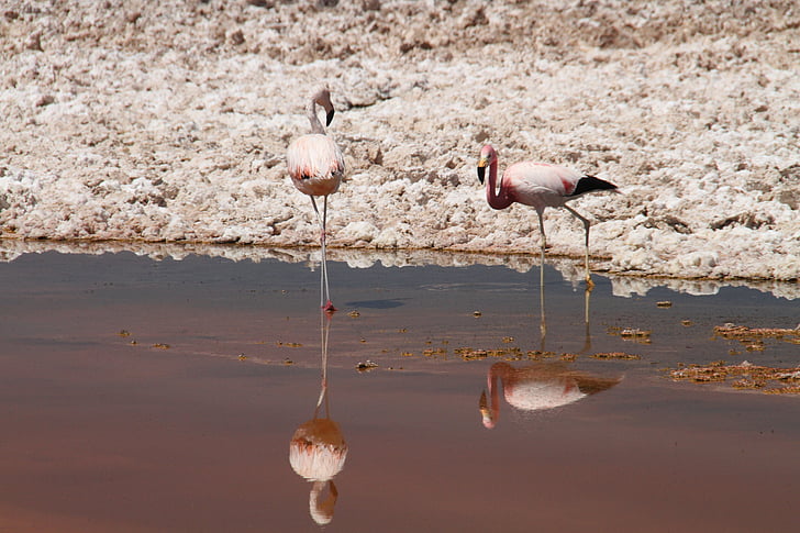 flamingai, rožinė, Atakamos dykuma, Čilė, gyvūnų, paukštis, Gamta