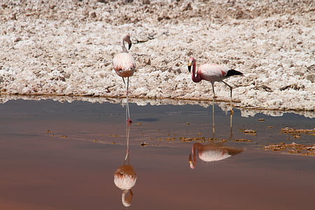 fenicotteri, rosa, deserto di Atacama, Cile, animale, uccello, natura