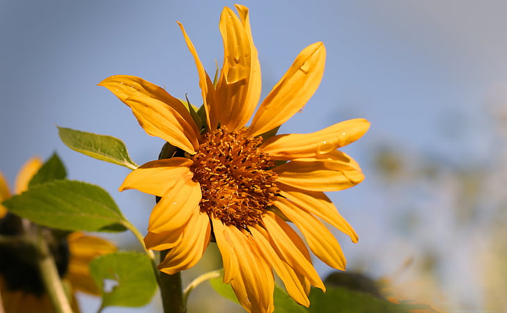 sun flower, sky, blue, flower, yellow, plant, close