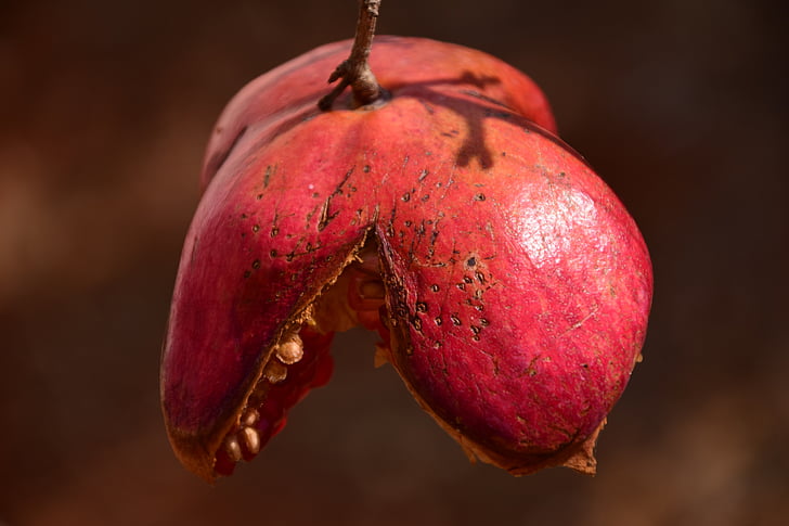 pomegranate, autumn, red, old, ripe, over ripe, pomegranate tree