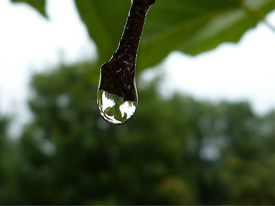 macro, drops, dew, dew drop, water, transparency, nature