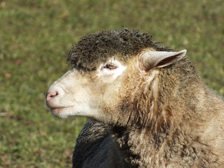 oveja, lana, animal, agricultura