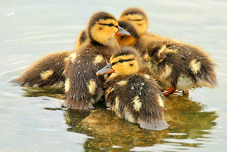 Divlja patka ducklings, patke, ptice, bebe, biljni i životinjski svijet, priroda, vode