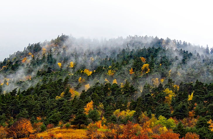 France, brouillard, automne, l’automne, couleurs, coloré, Forest
