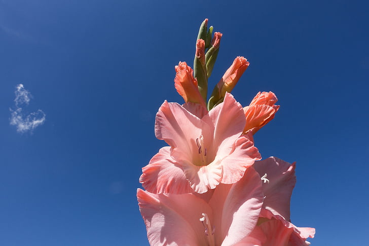 Gladiolus, sverd blomst, schwertliliengewaechs, rosa, anbud, grønn, blå