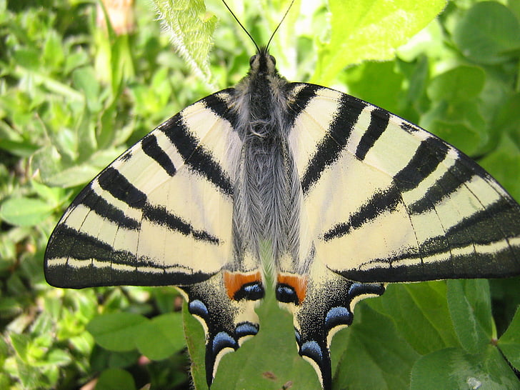 животните, пеперуда, летящи насекоми, природата, насекоми, пеперуда - насекоми, животински крило