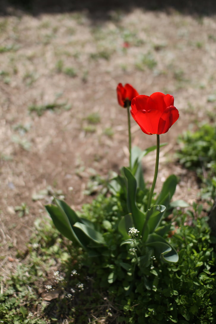 Tulip, flores, primavera